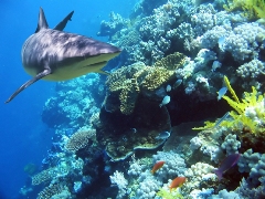 imagen tiburon arrecife