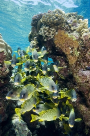 imagen peces en arrecife