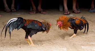 imagen pelea de gallos