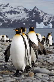 imagen pinguinos
