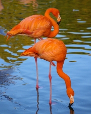 imagen flamingos