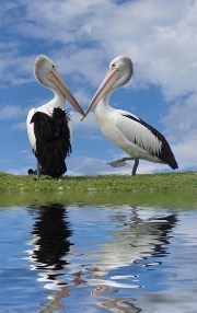imagen dos pelicanos