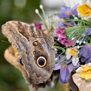 imagen mariposa en flores