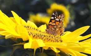 imagen de mariposa en girasol