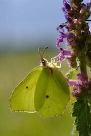 imagen mariposa verde