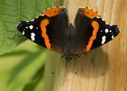 imagen de mariposa