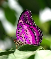 imagen mariposa morada