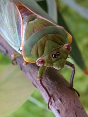imagen cicada verde