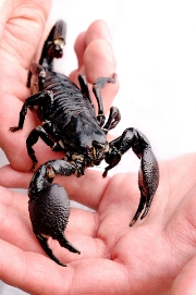 imagen mano con escorpion