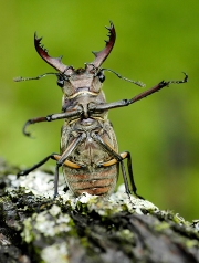 imagen escarabajo