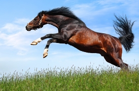 imagen caballo saltando