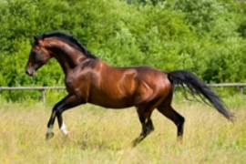 imagen caballo trotando