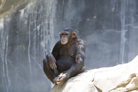 imagen chimpanse en la roca