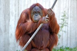 imagenes orangutan