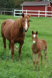 imagen caballo madre e hijo