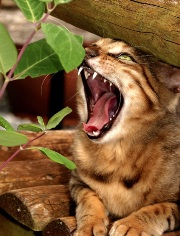 imagen gato bengali maullando