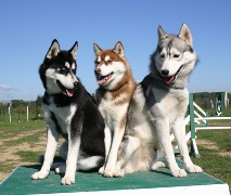 imagen huskies siberianos