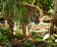 imagen tigre sumatra