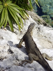 imagen iguana en una roca