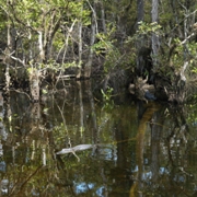 imagen cocodrilo en pantano