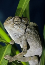 imagen reptil camaleon