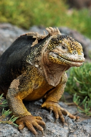imagen iguana de tierra