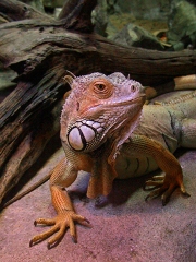 imagen iguana roja