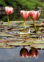 imagen flores lilis de agua