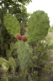 imagen cactus nopal