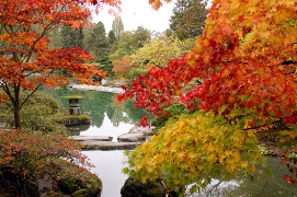 imagen jardin japones