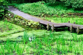 imagen puente sobre estanque