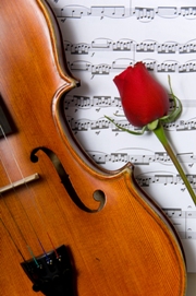 imagen violin, rosa y musica