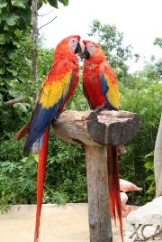 imagen guacamayas