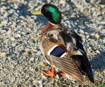 imagen pato cabeza verde