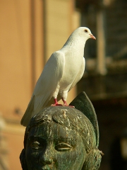 imagen paloma sobre monumento