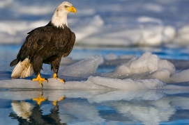 aguila calva americana en hielo