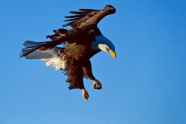 aguila calva volando