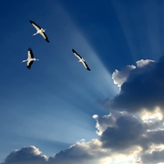 imagen cielo aves volando