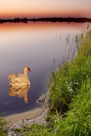 imagen cisne rosa