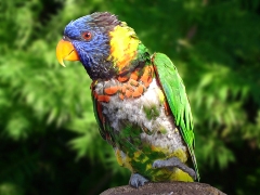 imagen perico de colores