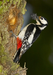 imagen pajaro carpintero