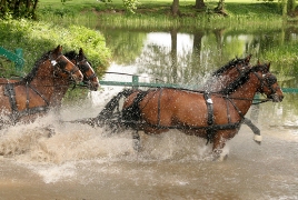 imagen caballos sobre agua