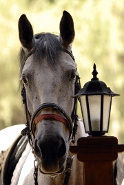 imagen caballo y farol