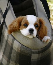 imagen perrito dentro de bolsa