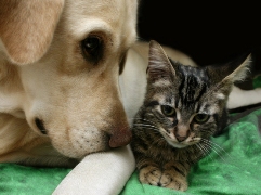 imagen labrador y gatito