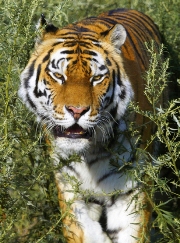 imagen tigre de bengala