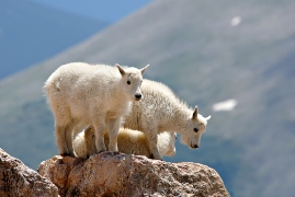 imagen cabras de montaa