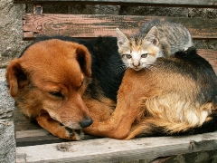imagen gato y perro