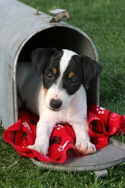 imagen cachorro jack russel