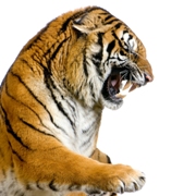 imagen tigre rugiendo